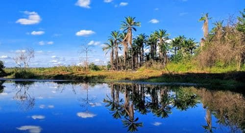Marimbus (via Lençóis)